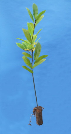 Castanea Sativa - Sweet Chestnut Cell Grown Trees
